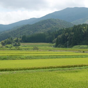 お米生産地